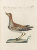 L'ornithologie heeft methodisch verteerd Pl454 - Saverio Manetti — weergave van het kunstwerk