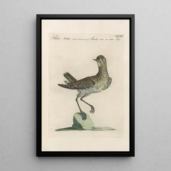 Ornithologia methodice digesta Pl455 - Saverio Manetti | Reproduction — ingelijst kunstwerk aan de muur