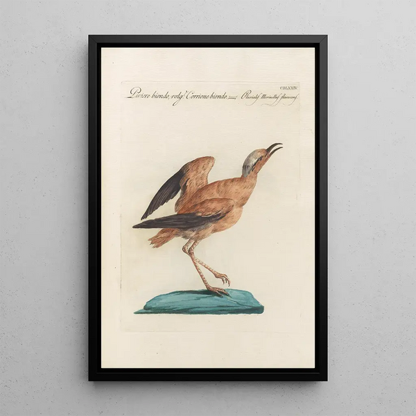 Ornithologia methodice digesta Pl456 - Saverio Manetti — ingelijst kunstwerk aan de muur