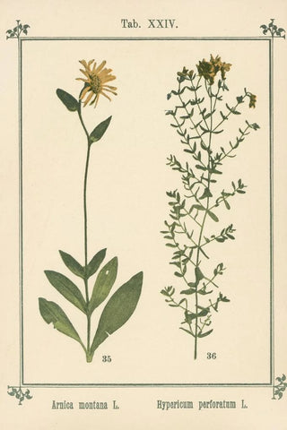 Sebastian Kneipp - Plantatlas to My watercure Pl04.webp