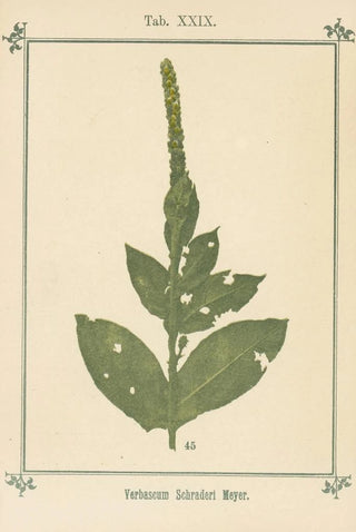 Sebastian Kneipp - Plantatlas to My watercure Pl09.webp