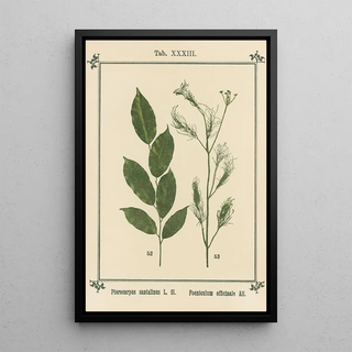 Sebastian Kneipp - Plantatlas to My watercure Pl13.webp