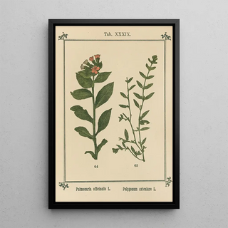 Sebastian Kneipp - Plantatlas to My watercure Pl19.webp