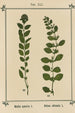 Atlas des plantes pour Ma cure d'eau Pl20 - Sebastian Kneipp — artwork view
