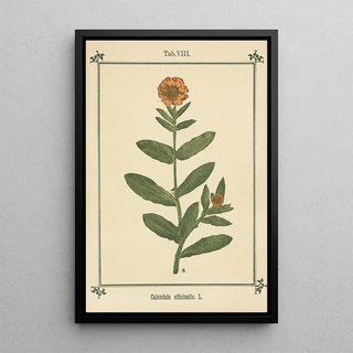 Sebastian Kneipp - Plantatlas to My watercure Pl28.webp