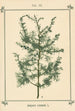 Atlas des plantes pour Ma cure d'eau Pl29 - Sebastian Kneipp — artwork view