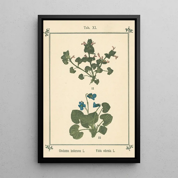 Atlas des planten voor Ma cure d'eau Pl31 - Sebastian Kneipp — ingelijst kunstwerk aan de muur