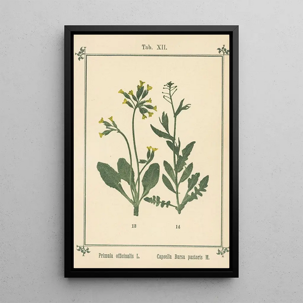 Atlas des planten voor Ma cure d'eau Pl32 - Sebastian Kneipp — ingelijst kunstwerk aan de muur