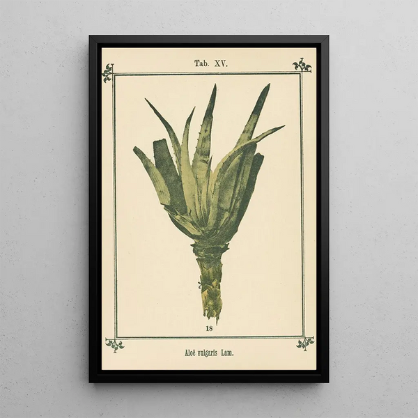 Atlas des planten voor Ma cure d'eau Pl34 - Sebastian Kneipp — ingelijst kunstwerk aan de muur