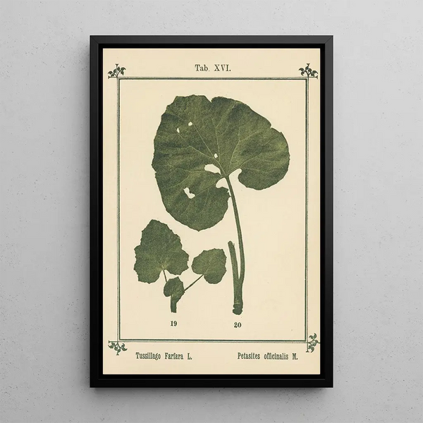 Atlas des planten voor Ma cure d'eau Pl35 - Sebastian Kneipp — ingelijst kunstwerk aan de muur