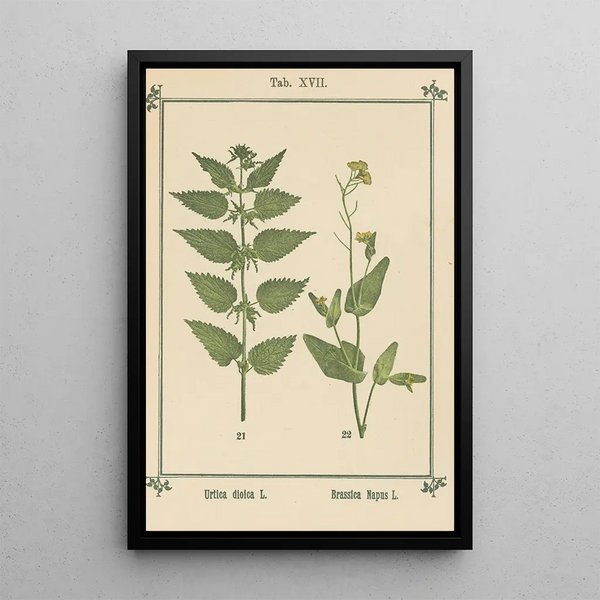 Atlas des plantes pour Ma cure d'eau Pl36 - Sebastian Kneipp — ingelijst kunstwerk aan de muur