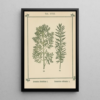 Sebastian Kneipp - Plantatlas to My watercure Pl37.webp