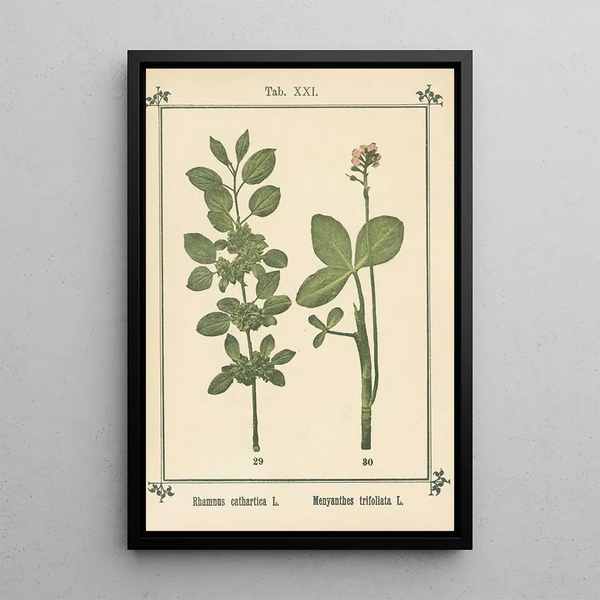 Atlas des planten voor Ma cure d'eau Pl40 - Sebastian Kneipp — ingelijst kunstwerk aan de muur