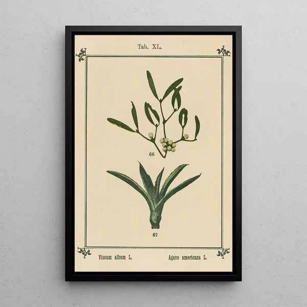 Atlas des planten voor Ma cure d'eau Pl41 - Sebastian Kneipp — ingelijst kunstwerk aan de muur