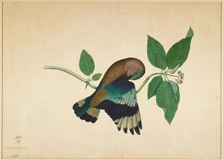 Sheikh Zain alDin - Indian Roller on Sandlewood Branch.webp