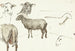 Schetsen van schapen - Sientje Mesdag van Houten — weergave van het kunstwerk