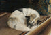 Zittende Hond - Sigrid Granfelt — weergave van het kunstwerk