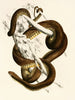 Bucephalus capensis - Sir Andrew Smith — weergave van het kunstwerk