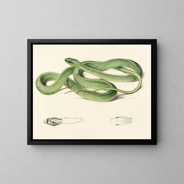 Green Bucephalus painting - Sir Andrew Smith — framed artwork on a wall