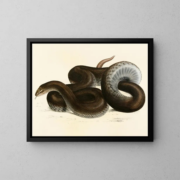 Grass Snake - Sir Andrew Smith — framed artwork on a wall
