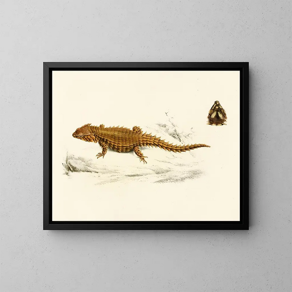 Cordyle with shell - Sir Andrew Smith — framed artwork on a wall