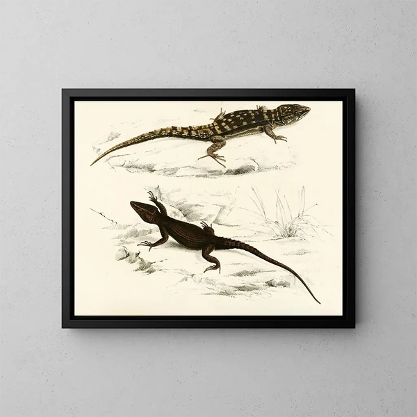 Cordyle fascié Cordyle de Capdenais - Sir Andrew Smith — framed artwork on a wall