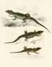 van Cordylus microlepidotus man vrouw jong - Sir Andrew Smith — weergave van het kunstwerk