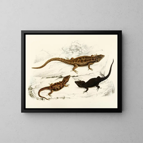 Cordylus polyzonus Cordylus griseus var. - Sir Andrew Smith — framed artwork on a wall