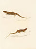 Eremias knoxii Eremias lineo-ocellata - Sir Andrew Smith — weergave van het kunstwerk