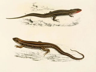 Sir Andrew Smith - Gerrhosaurus Bibroni Gerrhosaurus Typicus.webp