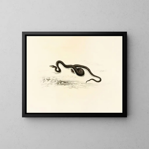 Lycodon capensis - Sir Andrew Smith — framed artwork on a wall
