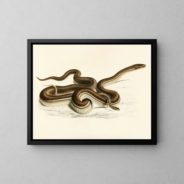 Geometric Lycodon Painting - Sir Andrew Smith — framed artwork on a wall