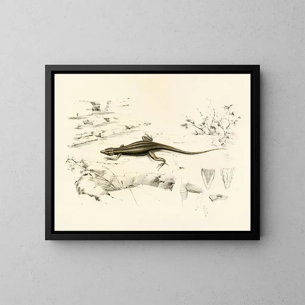 Platysaurus capensis - Sir Andrew Smith — framed artwork on a wall