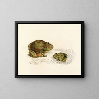 Sir Andrew Smith - Pyxicephalus Adspersus Adult Young.webp