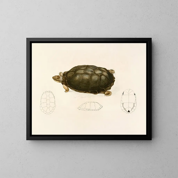 Sternotherus sinuatum - Sir Andrew Smith — framed artwork on a wall