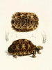 Tortue semi-dentelée - Sir Andrew Smith — weergave van het kunstwerk