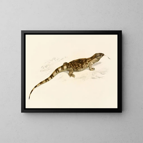 Varan des savanes - Sir Andrew Smith — framed artwork on a wall