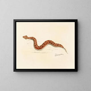 Sir Andrew Smith - Vipera Caudalis.webp