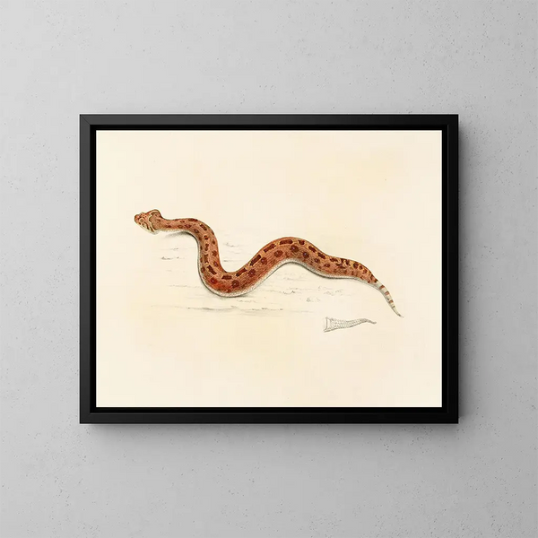 Vipère caudale - Sir Andrew Smith — framed artwork on a wall