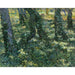 Reproduction of the painting Forest Underbrush - Vincent van Gogh