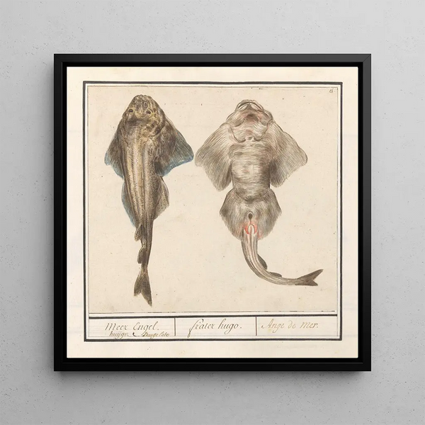 Squatina de viole de la famille des Rhinobatidae - Anselmus Botius de Boodt