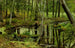 Wildernisbos - Stanisław Witkiewicz — weergave van het kunstwerk