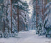 Een besneeuwd pad in het bos - Stanislav Yulianovich Zhukovsky — weergave van het kunstwerk