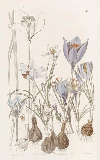 Sydenham Edwards - Autumnal Crocuses.webp