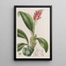 Cryptochilus couleur de sang - Sydenham Edwards — ingelijst kunstwerk aan de muur