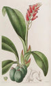 Cryptochilus couleur de sang - Sydenham Edwards — weergave van het kunstwerk