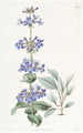 Pentstemon à feuilles bleues - Sydenham Edwards — weergave van het kunstwerk