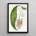 Cirrhaea à pétales émoussés - Sydenham Edwards | Reproduction — ingelijst kunstwerk aan de muur