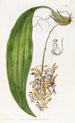 Cirrhaea à pétales émoussés - Sydenham Edwards | Reproduction — weergave van het kunstwerk