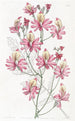 Schizanthus à pétales émoussés - Sydenham Edwards — weergave van het kunstwerk